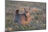 Greater Prairie-Chicken male displaying, lek Prairie Ridge State Natural Area, Illinois-Richard & Susan Day-Mounted Photographic Print