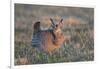 Greater Prairie-Chicken male displaying, lek Prairie Ridge State Natural Area, Illinois-Richard & Susan Day-Framed Photographic Print