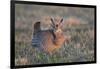 Greater Prairie-Chicken male displaying, lek Prairie Ridge State Natural Area, Illinois-Richard & Susan Day-Framed Photographic Print