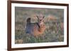 Greater Prairie-Chicken male displaying, lek Prairie Ridge State Natural Area, Illinois-Richard & Susan Day-Framed Photographic Print