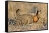 Greater Prairie-Chicken male displaying on lek Prairie Ridge State Natural Area, Illinois-Richard & Susan Day-Framed Stretched Canvas