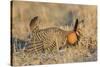 Greater Prairie-Chicken male displaying on lek Prairie Ridge State Natural Area, Illinois-Richard & Susan Day-Stretched Canvas