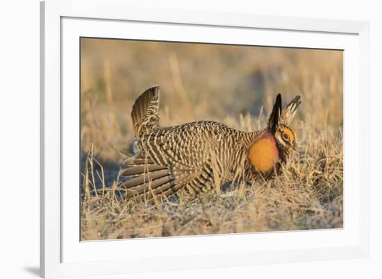 Greater Prairie-Chicken male displaying on lek Prairie Ridge State Natural Area, Illinois-Richard & Susan Day-Framed Premium Photographic Print