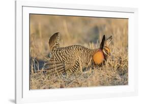 Greater Prairie-Chicken male displaying on lek Prairie Ridge State Natural Area, Illinois-Richard & Susan Day-Framed Premium Photographic Print