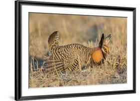 Greater Prairie-Chicken male displaying on lek Prairie Ridge State Natural Area, Illinois-Richard & Susan Day-Framed Premium Photographic Print