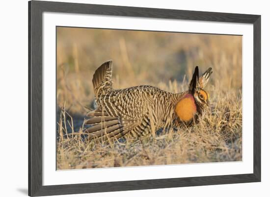 Greater Prairie-Chicken male displaying on lek Prairie Ridge State Natural Area, Illinois-Richard & Susan Day-Framed Premium Photographic Print