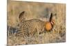 Greater Prairie-Chicken male displaying on lek Prairie Ridge State Natural Area, Illinois-Richard & Susan Day-Mounted Premium Photographic Print