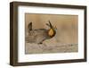 Greater prairie chicken, morning dance-Ken Archer-Framed Photographic Print