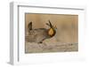 Greater prairie chicken, morning dance-Ken Archer-Framed Photographic Print