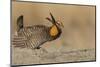 Greater prairie chicken, morning dance-Ken Archer-Mounted Photographic Print