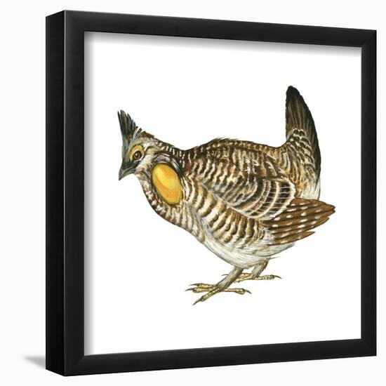 Greater Prairie Chicken (Tympanuchus Cupido), Birds-Encyclopaedia Britannica-Framed Poster