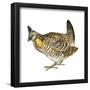 Greater Prairie Chicken (Tympanuchus Cupido), Birds-Encyclopaedia Britannica-Framed Poster