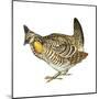 Greater Prairie Chicken (Tympanuchus Cupido), Birds-Encyclopaedia Britannica-Mounted Poster