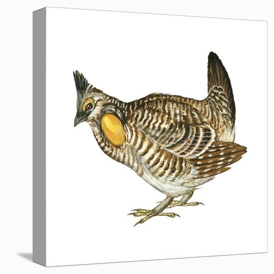 Greater Prairie Chicken (Tympanuchus Cupido), Birds-Encyclopaedia Britannica-Stretched Canvas