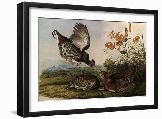 Greater Prairie Chicken-John James Audubon-Framed Premium Giclee Print