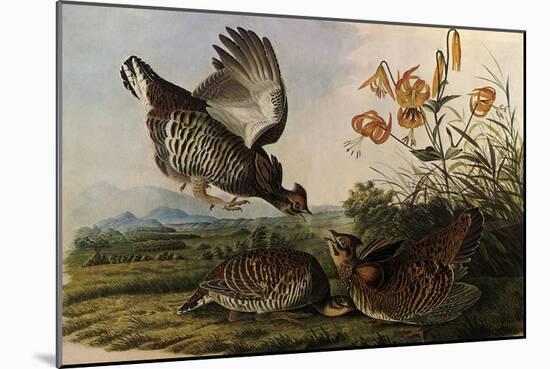 Greater Prairie Chicken-John James Audubon-Mounted Premium Giclee Print