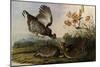 Greater Prairie Chicken-John James Audubon-Mounted Premium Giclee Print