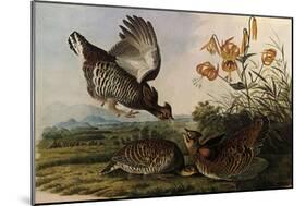 Greater Prairie Chicken-John James Audubon-Mounted Premium Giclee Print