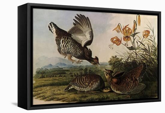 Greater Prairie Chicken-John James Audubon-Framed Stretched Canvas