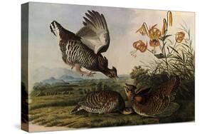 Greater Prairie Chicken-John James Audubon-Stretched Canvas