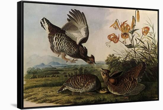 Greater Prairie Chicken-John James Audubon-Framed Stretched Canvas