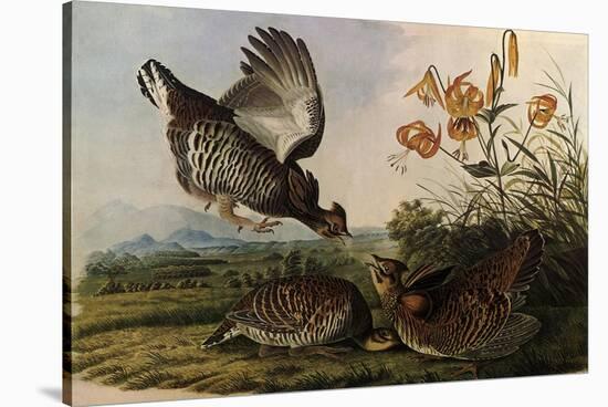 Greater Prairie Chicken-John James Audubon-Stretched Canvas