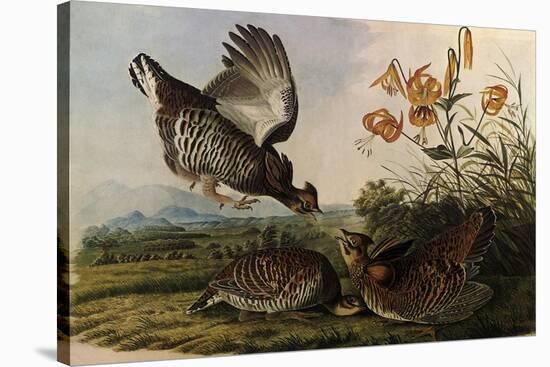 Greater Prairie Chicken-John James Audubon-Stretched Canvas