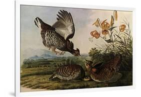 Greater Prairie Chicken-John James Audubon-Framed Giclee Print