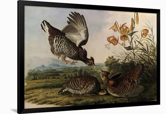 Greater Prairie Chicken-John James Audubon-Framed Giclee Print