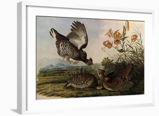 Greater Prairie Chicken-John James Audubon-Framed Giclee Print