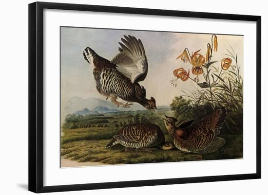 Greater Prairie Chicken-John James Audubon-Framed Giclee Print