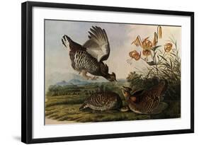 Greater Prairie Chicken-John James Audubon-Framed Giclee Print