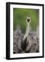 Greater Rhea (Rhea americana) adult, feeding, with beak open, close-up of head and neck-Bernd Rohrschneider-Framed Photographic Print