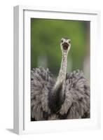 Greater Rhea (Rhea americana) adult, feeding, with beak open, close-up of head and neck-Bernd Rohrschneider-Framed Photographic Print