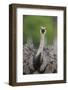 Greater Rhea (Rhea americana) adult, feeding, with beak open, close-up of head and neck-Bernd Rohrschneider-Framed Photographic Print