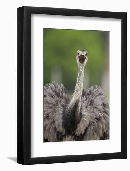 Greater Rhea (Rhea americana) adult, feeding, with beak open, close-up of head and neck-Bernd Rohrschneider-Framed Photographic Print