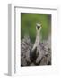 Greater Rhea (Rhea americana) adult, feeding, with beak open, close-up of head and neck-Bernd Rohrschneider-Framed Photographic Print