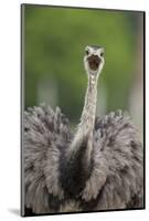 Greater Rhea (Rhea americana) adult, feeding, with beak open, close-up of head and neck-Bernd Rohrschneider-Mounted Photographic Print