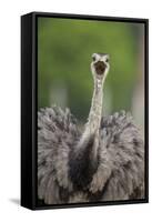 Greater Rhea (Rhea americana) adult, feeding, with beak open, close-up of head and neck-Bernd Rohrschneider-Framed Stretched Canvas