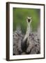 Greater Rhea (Rhea americana) adult, feeding, with beak open, close-up of head and neck-Bernd Rohrschneider-Framed Photographic Print