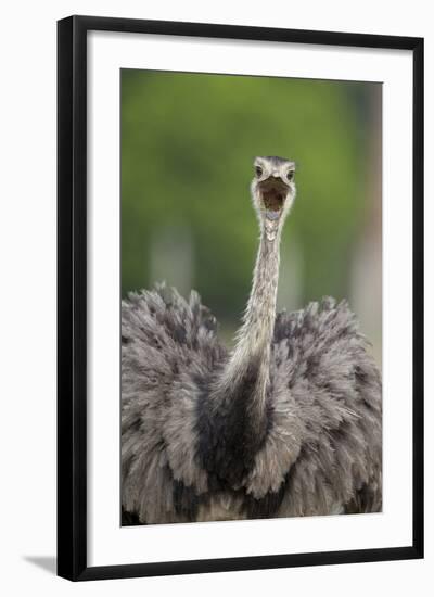 Greater Rhea (Rhea americana) adult, feeding, with beak open, close-up of head and neck-Bernd Rohrschneider-Framed Photographic Print