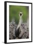 Greater Rhea (Rhea americana) adult, feeding, with beak open, close-up of head and neck-Bernd Rohrschneider-Framed Photographic Print