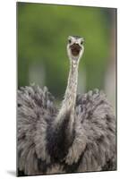 Greater Rhea (Rhea americana) adult, feeding, with beak open, close-up of head and neck-Bernd Rohrschneider-Mounted Photographic Print