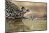 Greater Roadrunner (Geococcyx californianus) adult, drinking from pool, South Texas, USA-Bill Coster-Mounted Photographic Print