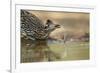 Greater Roadrunner (Geococcyx californianus) adult, drinking from pool, South Texas, USA-Bill Coster-Framed Photographic Print