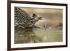 Greater Roadrunner (Geococcyx californianus) adult, drinking from pool, South Texas, USA-Bill Coster-Framed Photographic Print