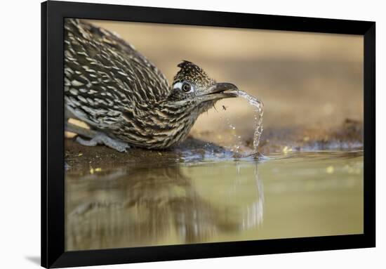 Greater Roadrunner (Geococcyx californianus) adult, drinking from pool, South Texas, USA-Bill Coster-Framed Photographic Print