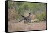 Greater Roadrunner (Geococcyx californianus) copulating-Larry Ditto-Framed Stretched Canvas