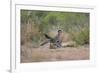 Greater Roadrunner (Geococcyx californianus) copulating-Larry Ditto-Framed Photographic Print