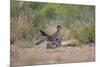 Greater Roadrunner (Geococcyx californianus) copulating-Larry Ditto-Mounted Photographic Print